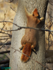 Sciurus anomalus