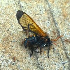 Isanthrene perboscii