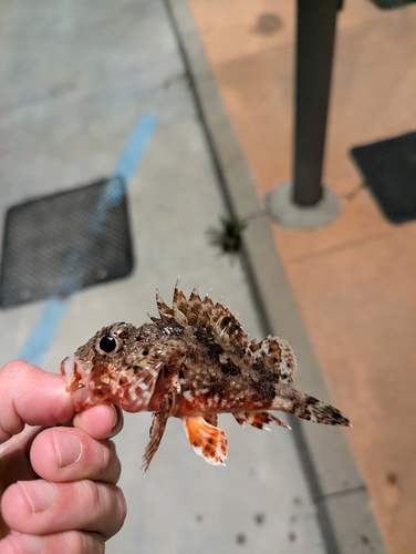 Scorpaena notata