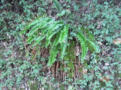 Polystichum imbricans imbricans