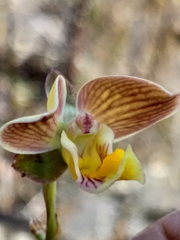 Eulophia tuberculata