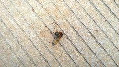 Isanthrene perboscii