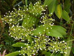 Epidendrum veroscriptum
