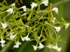 Epidendrum veroscriptum