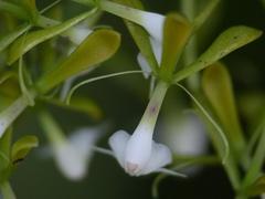 Epidendrum veroscriptum