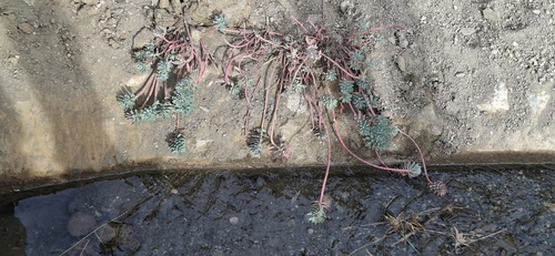 Gopher plant
