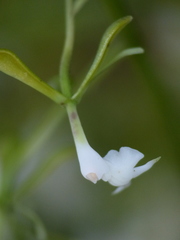 Epidendrum veroscriptum