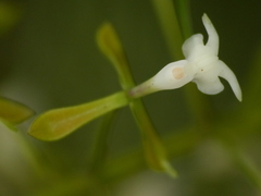 Epidendrum veroscriptum