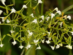 Epidendrum veroscriptum