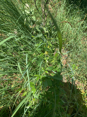 Macrotyloma axillare