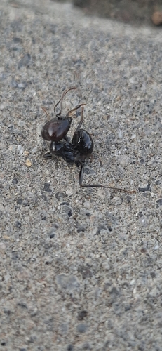 Barbary Harvester Ant