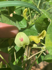 Macrotyloma axillare