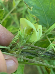 Macrotyloma axillare