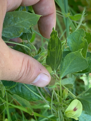 Macrotyloma axillare