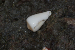 Conus patricius