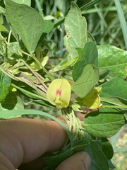 Macrotyloma axillare