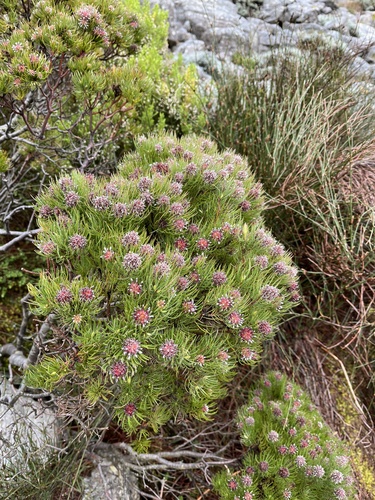 Needle Spoon (Spatalla setacea)