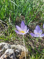 Androulidaki Paraskevi-Danai, CC BY, iNaturalist via GBIF Crocus mazziaricus, photograph Androulidaki Paraskevi-Danai, CC BY, iNaturalist via GBIF