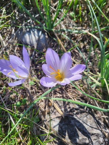 Crocus mazziaricus, photograph 5