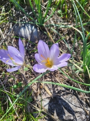 Androulidaki Paraskevi-Danai, CC BY, iNaturalist via GBIF Crocus mazziaricus, photograph Androulidaki Paraskevi-Danai, CC BY, iNaturalist via GBIF