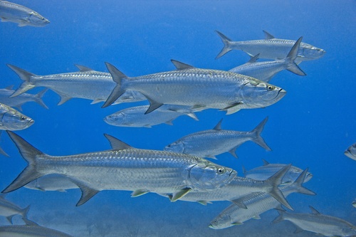 Atlantic Tarpon