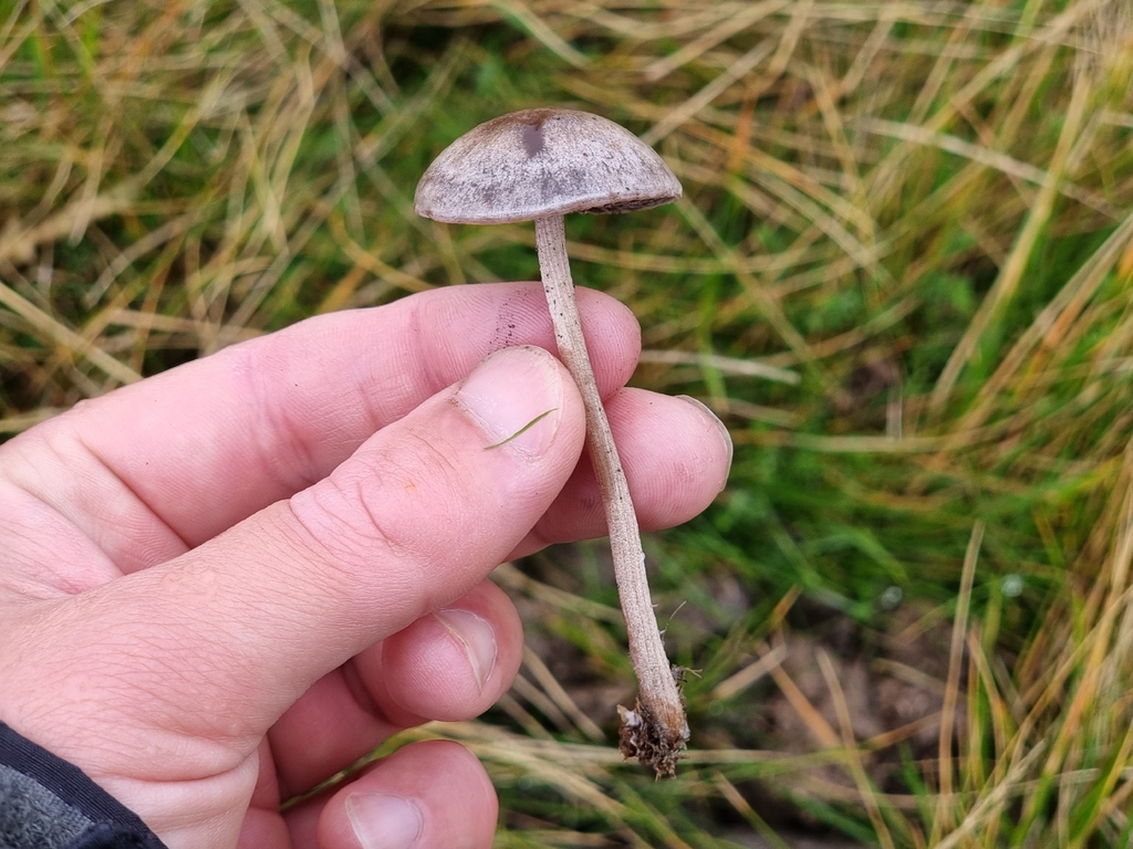 Panaeolus subfirmus