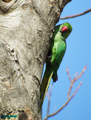 Psittacula krameri