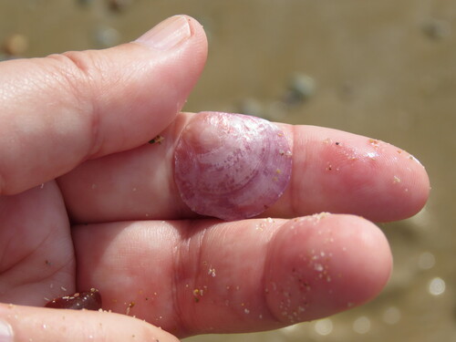 Anomia ephippium