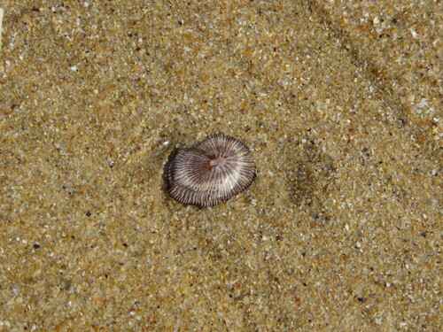 Siphonaria pectinata