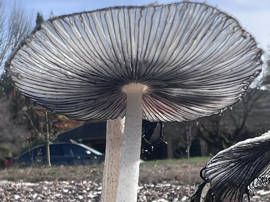 Coprinopsis lagopus · November 2025 · photo: © rmcminds (iNaturalist, cc-by)