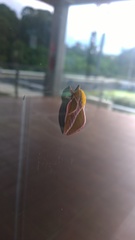 Syssphinx albolineata