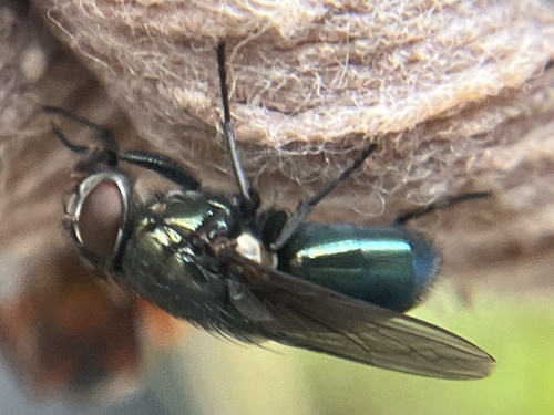 Unknown species found near Janelia Research Campus, Ashburn, VA, US