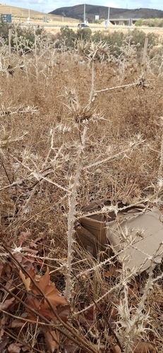 spotted golden thistle