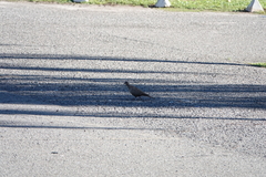 Streptopelia decaocto