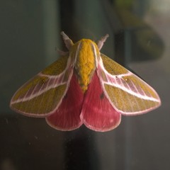 Syssphinx albolineata