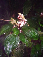 Bertolonia acuminata