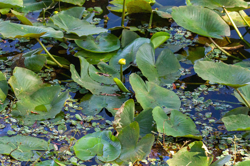 spatterdock