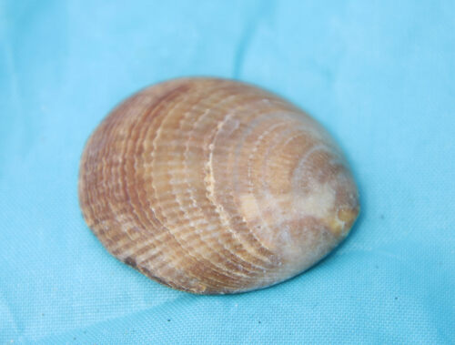 Glycymeris longior
