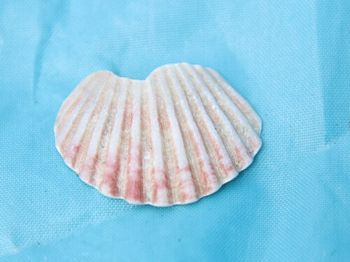 Aequipecten tehuelchus