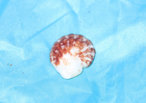 Plicatula gibbosa