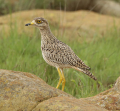 Burhinus capensis damarensis