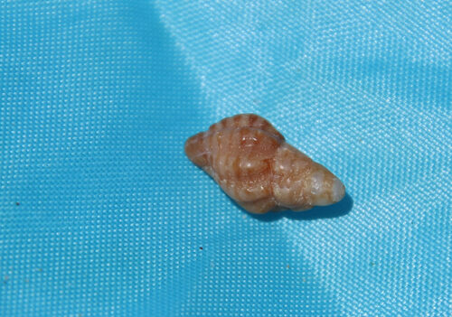 Risomurex nicocheanus