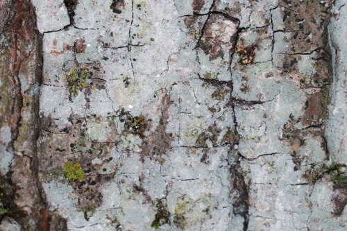 Lecanora thysanophora