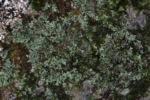Phaeophyscia