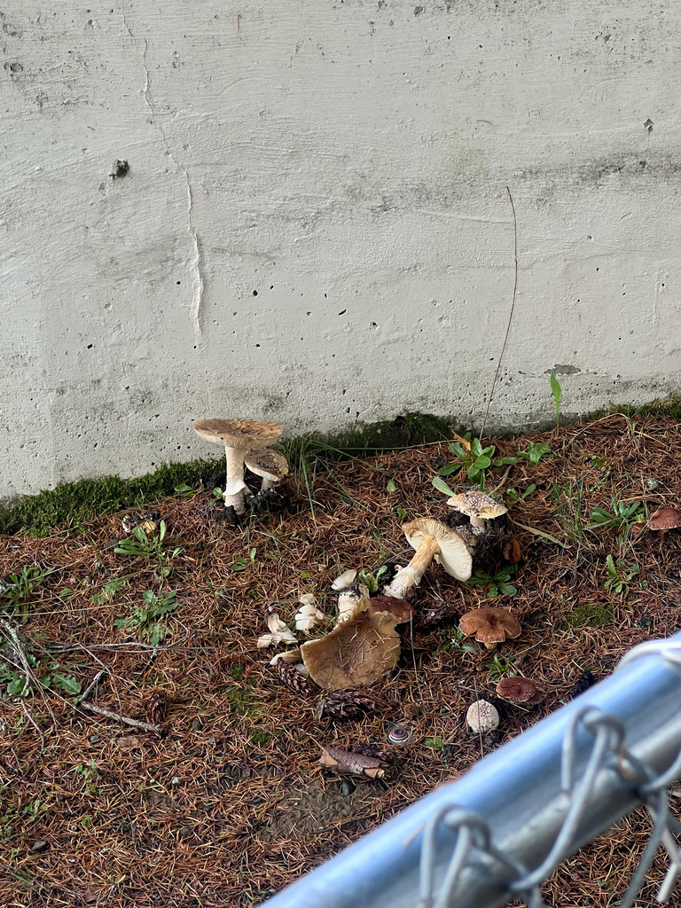 Amanita pantherinoides · November 2025 · photo: © rmcminds (iNaturalist, cc-by)