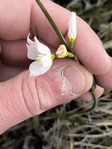 pale maiden (Olsynium filifolium)