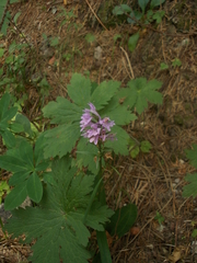 Dactylorhiza saccifera