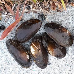 Nodularia douglasiae