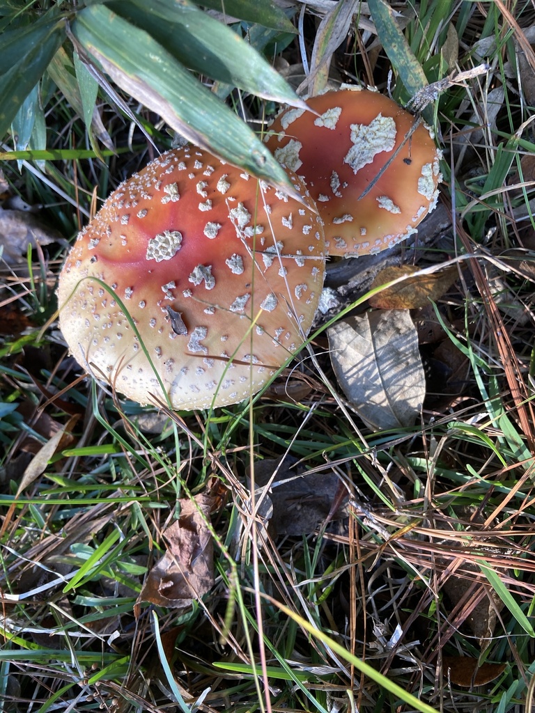 Amanita persicina · November 2025 · photo: © diadani (iNaturalist, cc0)