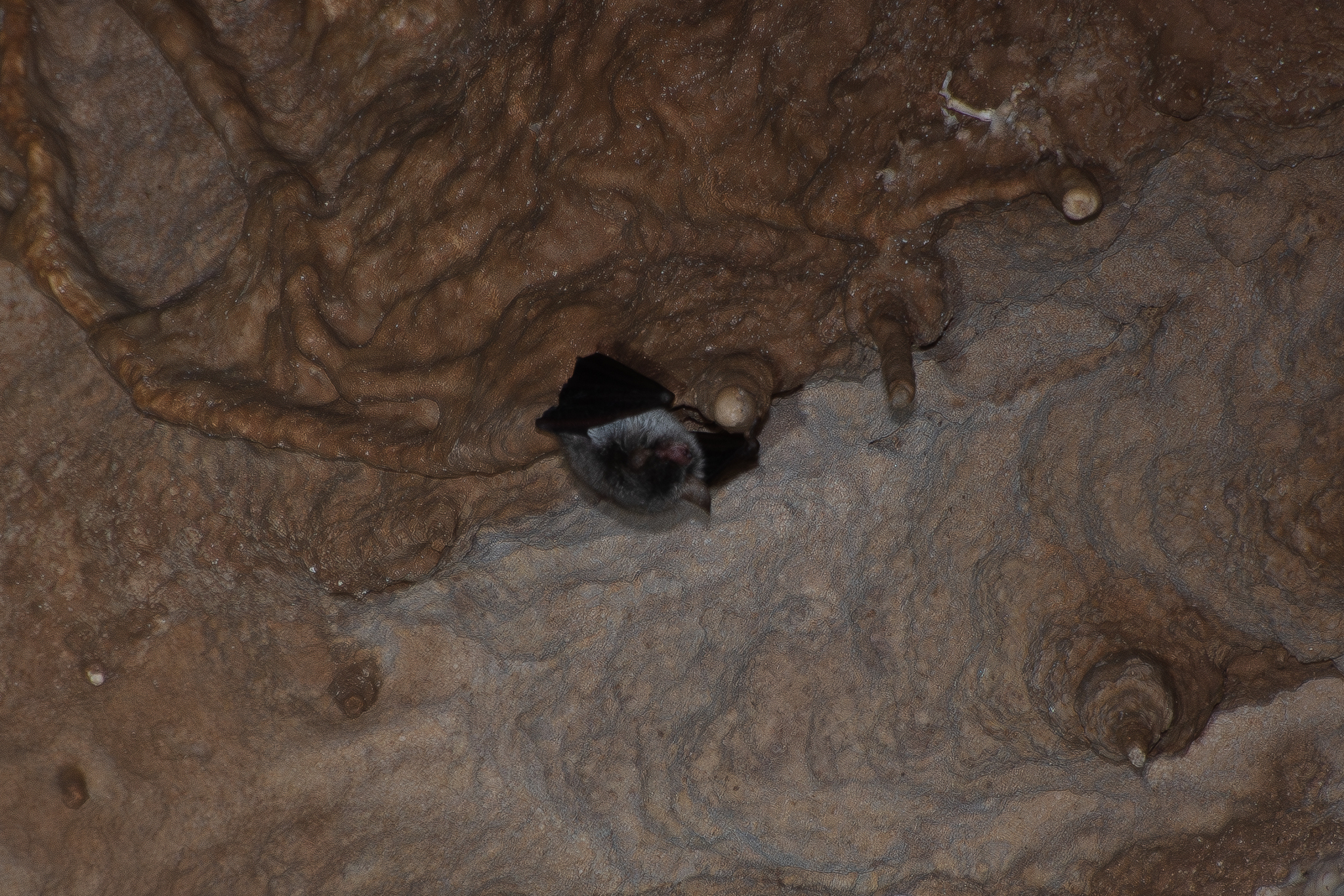 Zenati Myotis photo 5